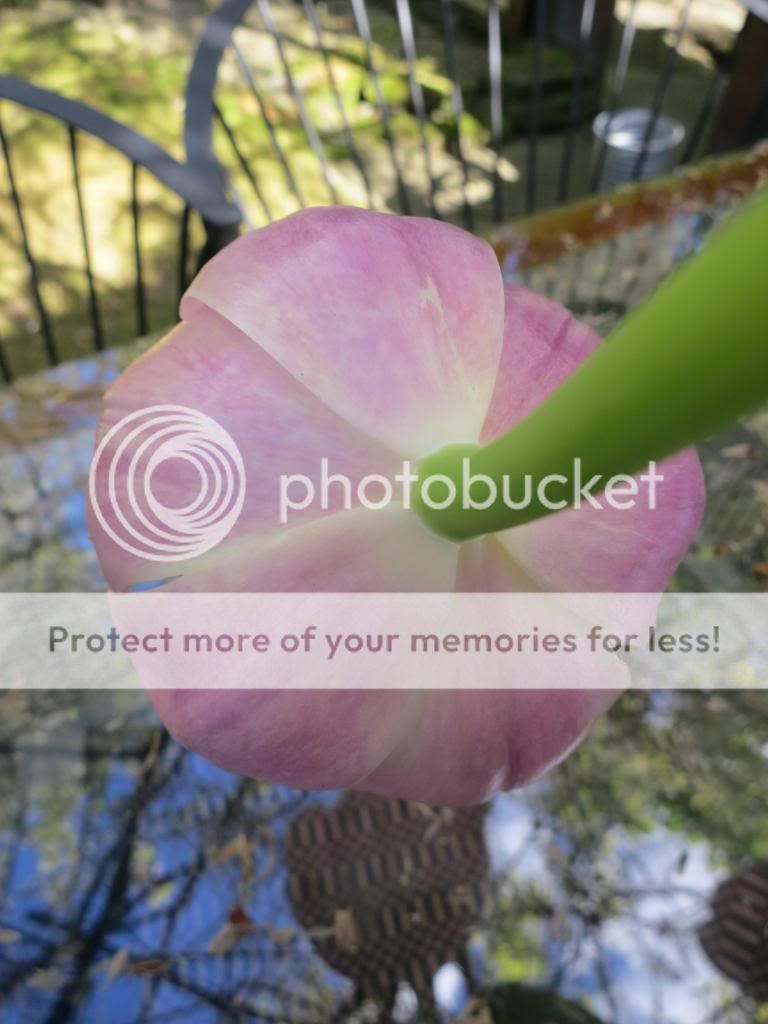 photo IMG_5783_zps93fad03d.jpg