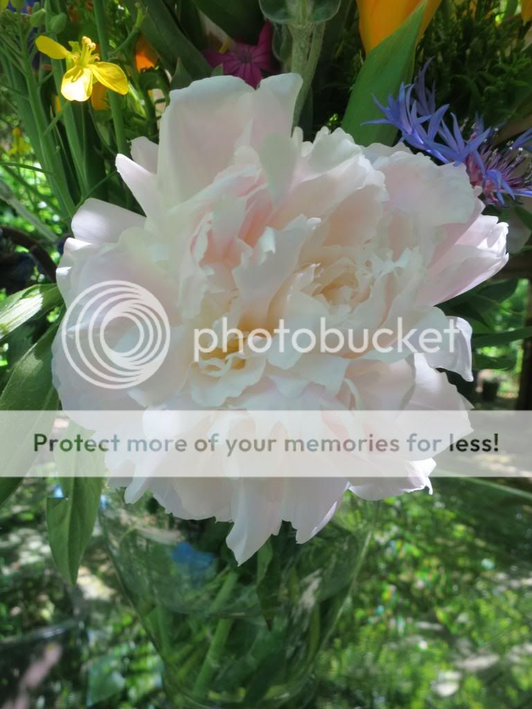 photo IMG_6193_zps996b1b75.jpg