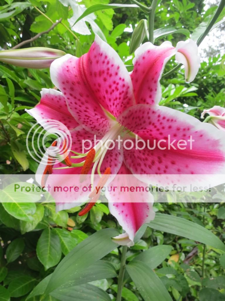  photo IMG_6794_zps910772a0.jpg