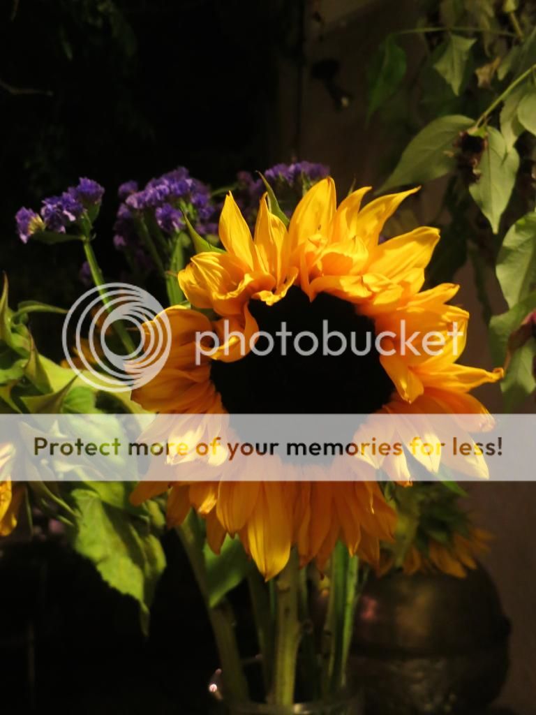  photo IMG_7266_zps0ac9f5f7.jpg