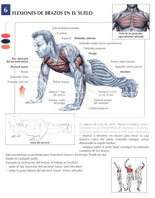 Nutrientes que dieta para aumentar masa muscular en dos semanas Precio dieta para aumentar masa muscular en dos semanas