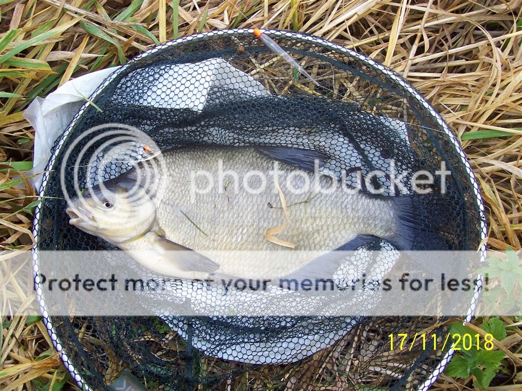 Bream%207lb%2014oz_zpsnhmffel3.jpg