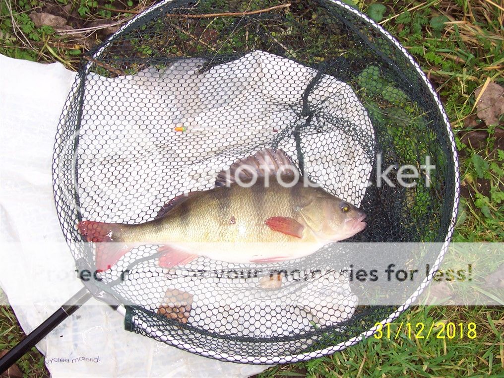 Perch%202lb%2015oz_zpsv0080hjv.jpg