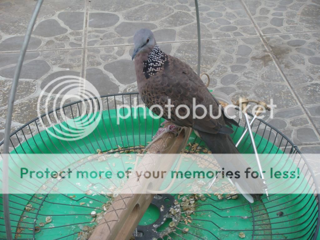 HCM. Vợ la bán nhiều chim cu gáy - 1