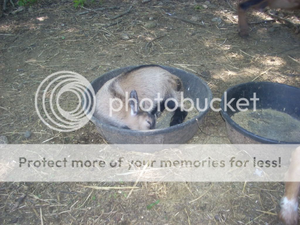 Critique my goat housing? - Goats