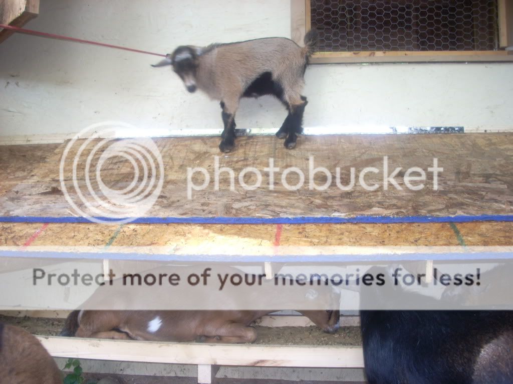 Critique my goat housing? - Goats
