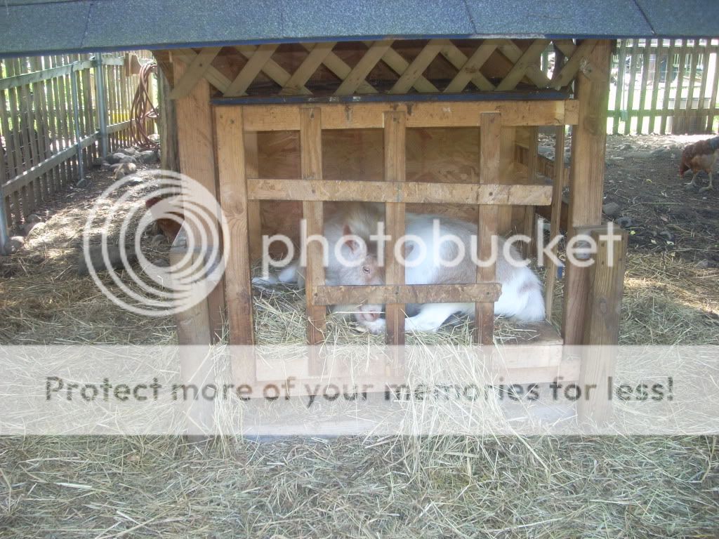 Critique my goat housing? - Goats