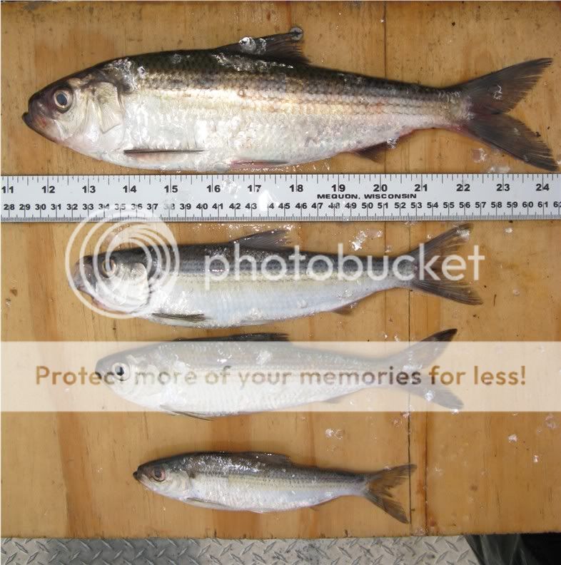 Inland Alewives Fishing Lake Champlain